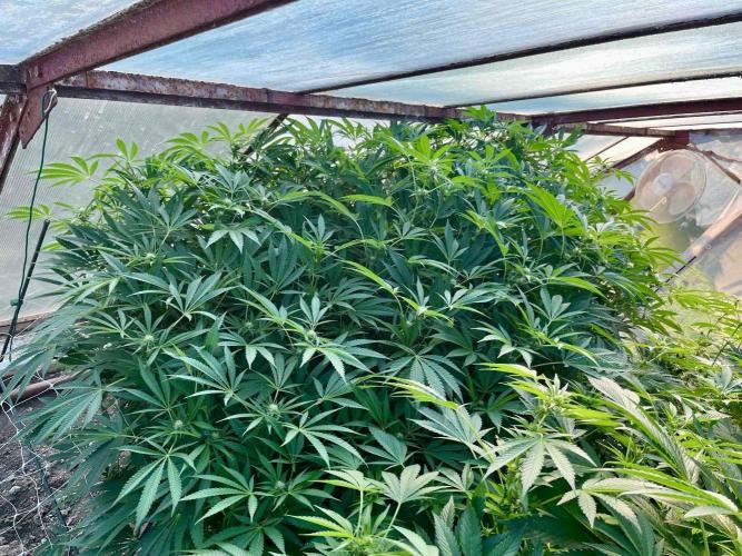 greenhouse26. Week 17 - xxx x Grandpa's Cookies #6