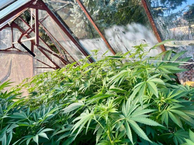 greenhouse26. Week 17 - Grape Diamonds #17 x Grandpa's Cookies #6