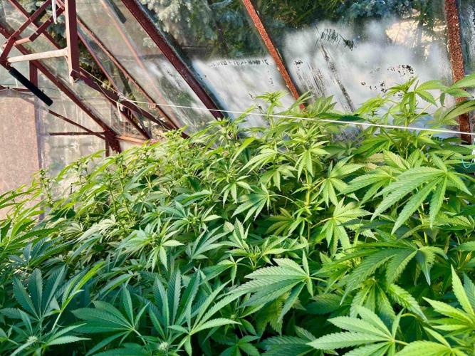 greenhouse26. Week 17 - Grape Diamonds #17 x Grandpa's Cookies #6