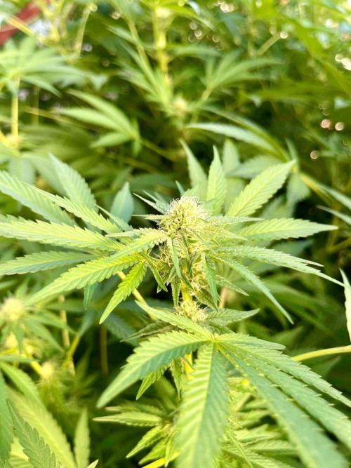 greenhouse26. Week 18 - Grape Diamonds #17 x Grandpa's Cookies #6