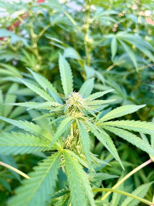 greenhouse26. Week 18 - Grape Diamonds #17 x Grandpa's Cookies #6