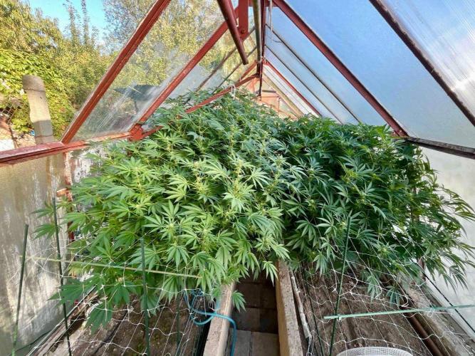 greenhouse26. Week 18