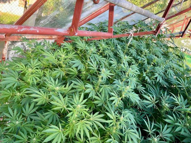 greenhouse26. Week 18 - Grape Diamonds #17 x Grandpa's Cookies #6