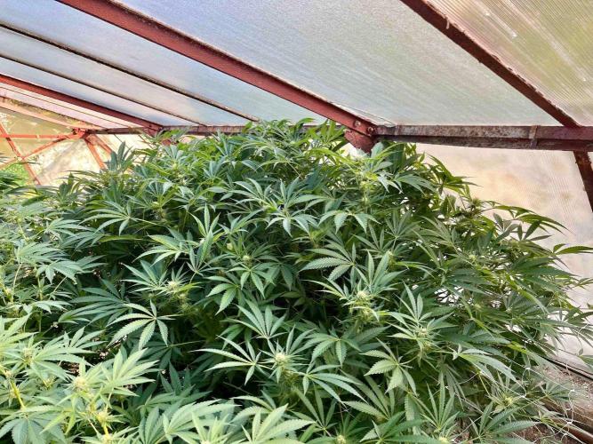 greenhouse26. Week 18 - xxx x Grandpa's Cookies #6