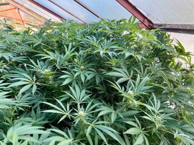 greenhouse26. Week 18 - xxx x Grandpa's Cookies #6