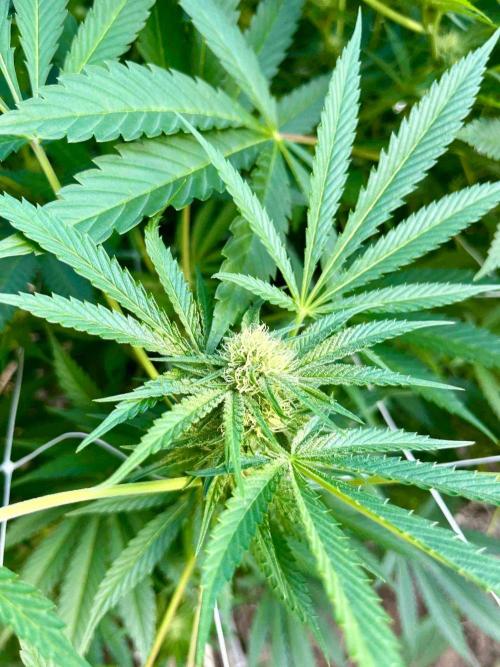 greenhouse26. Week 18 - xxx x Grandpa's Cookies #6