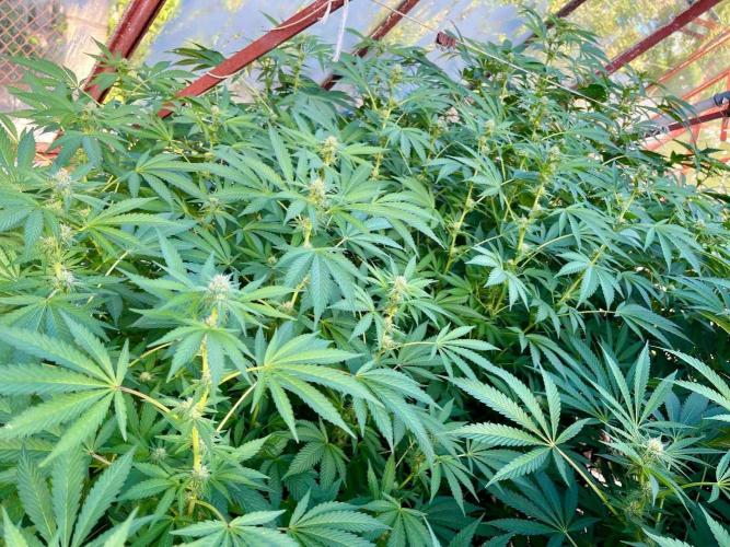 greenhouse26. Week 18 - Grape Diamonds #17 x Grandpa's Cookies #6