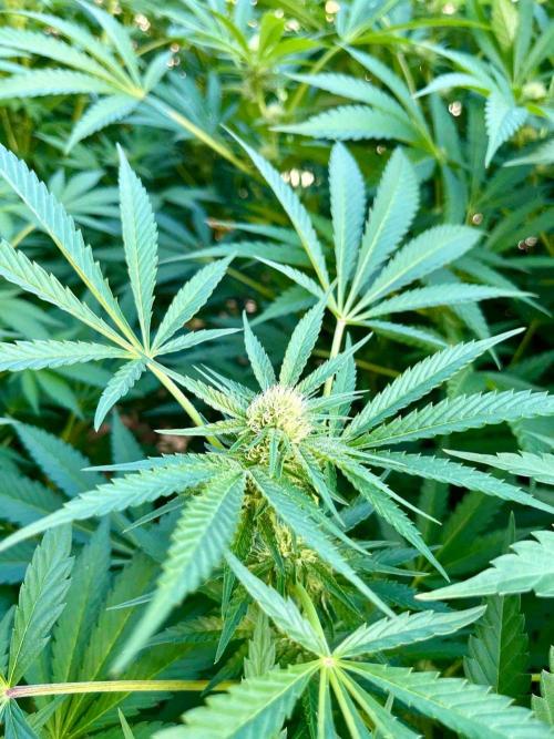 greenhouse26. Week 18 - xxx x Grandpa's Cookies #6