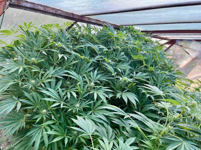greenhouse26. Week 18 - xxx x Grandpa's Cookies #6