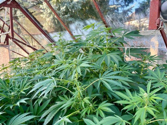 greenhouse26. Week 18 - Grape Diamonds #17 x Grandpa's Cookies #6