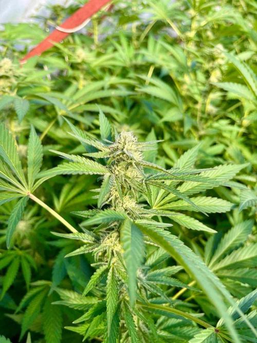 greenhouse26. Week 19 - Grape Diamonds #17 x Grandpa's Cookies #6