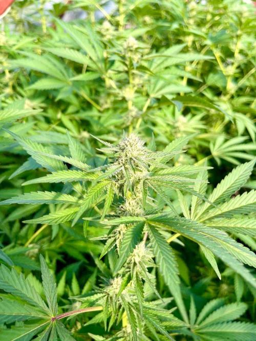 greenhouse26. Week 19 - Grape Diamonds #17 x Grandpa's Cookies #6