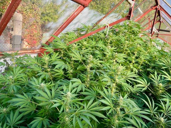 greenhouse26. Week 19 - Grape Diamonds #17 x Grandpa's Cookies #6