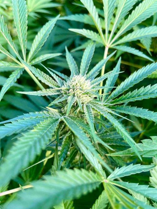 greenhouse26. Week 19 - xxx x Grandpa's Cookies #6