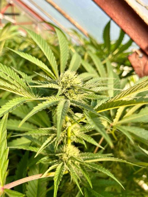 greenhouse26. Week 19 - xxx x Grandpa's Cookies #6