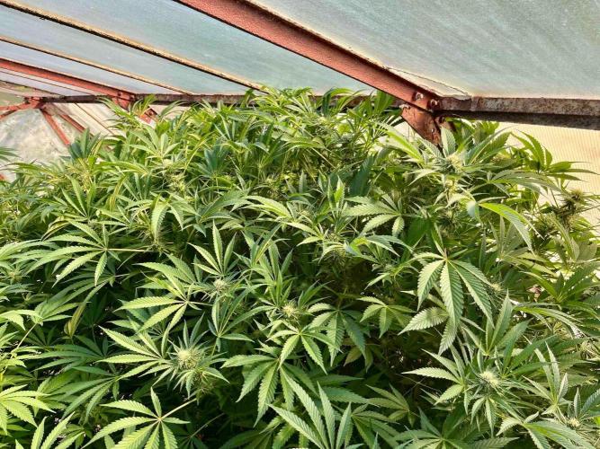 greenhouse26. Week 19 - xxx x Grandpa's Cookies #6
