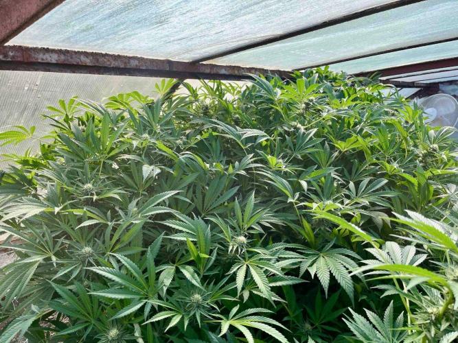 greenhouse26. Week 19 - xxx x Grandpa's Cookies #6