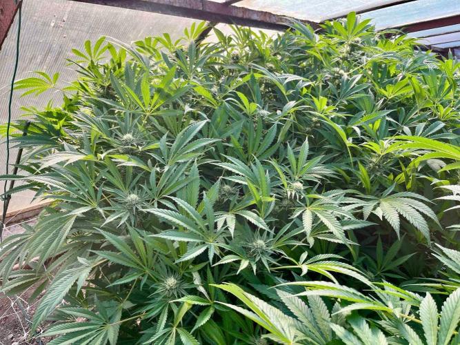 greenhouse26. Week 19 - xxx x Grandpa's Cookies #6