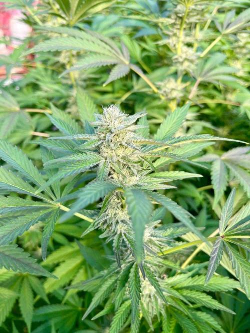 greenhouse26. Week 20 - Grape Diamonds #17 x Grandpa's Cookies #6