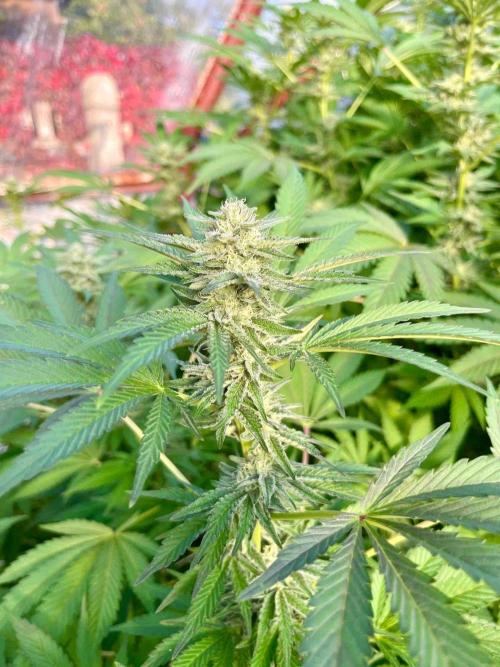 greenhouse26. Week 20 - Grape Diamonds #17 x Grandpa's Cookies #6