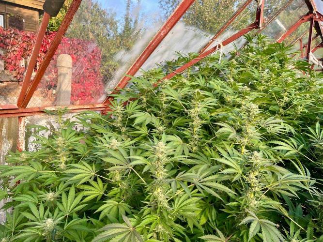 greenhouse26. Week 20 - Grape Diamonds #17 x Grandpa's Cookies #6