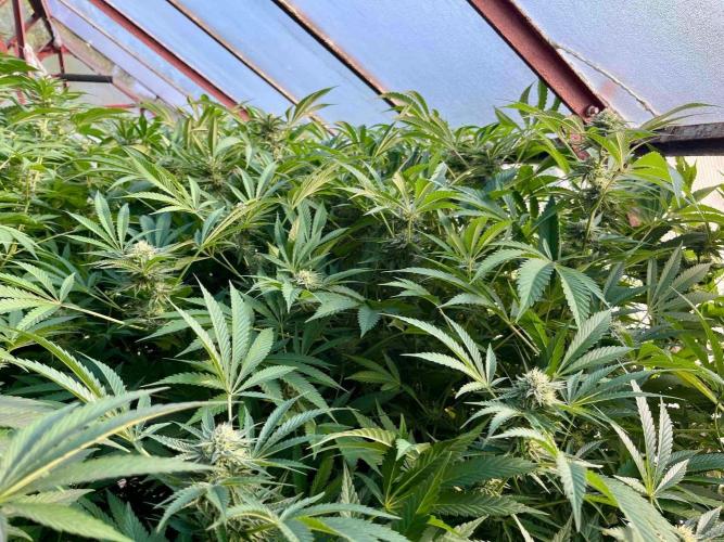greenhouse26. Week 20 - xxx x Grandpa's Cookies #6
