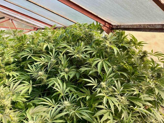 greenhouse26. Week 20 - xxx x Grandpa's Cookies #6