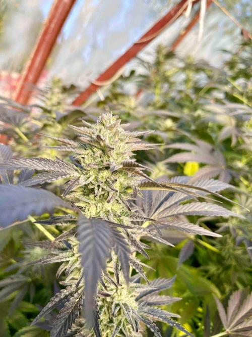 greenhouse26. Week 22 - Grape Diamonds #17 x Grandpa's Cookies #6
