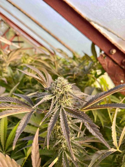 greenhouse26. Week 22 - xxx x Grandpa's Cookies #6