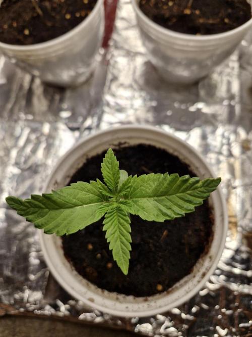 farahweed