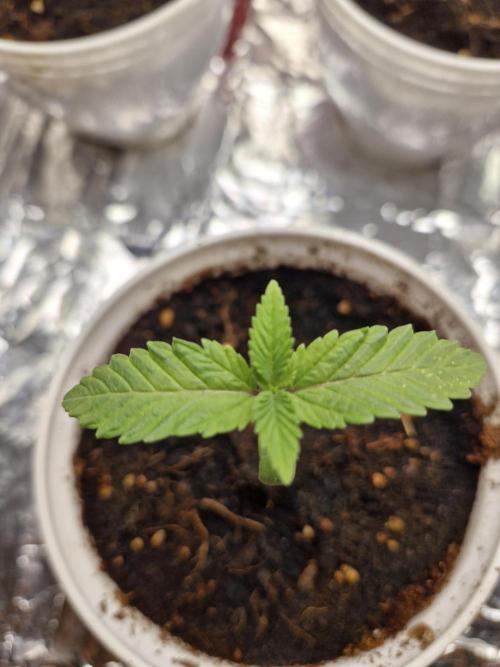 farahweed