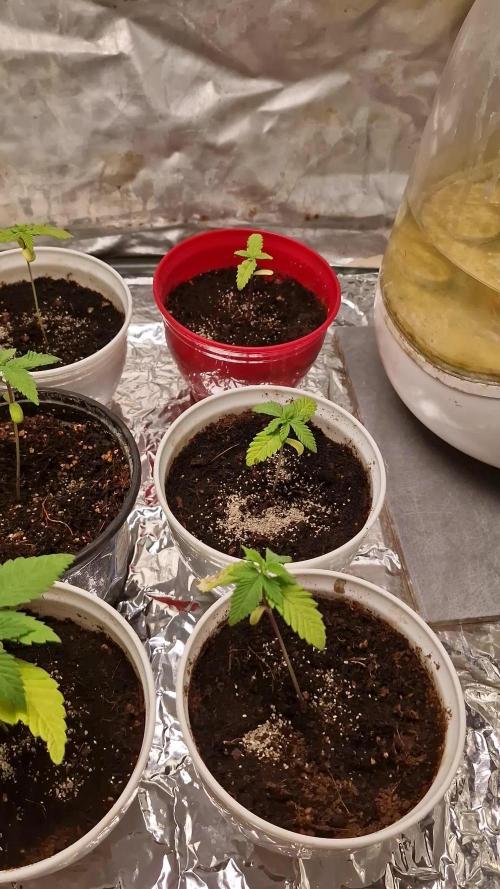 Og cream by farahweed