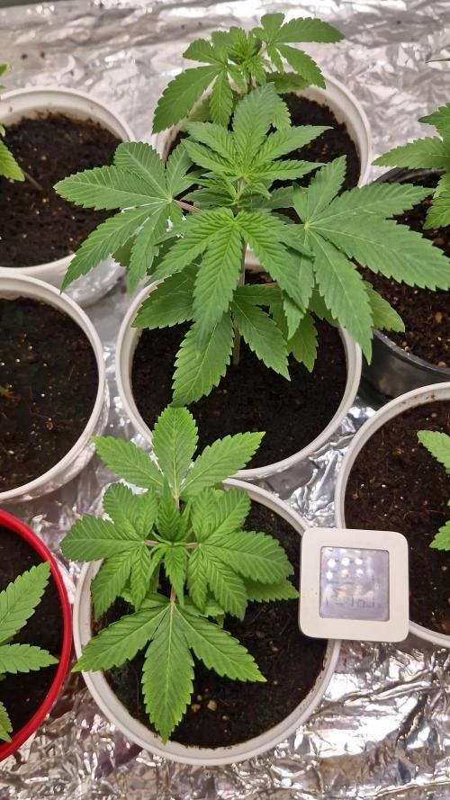 Og cream by farahweed