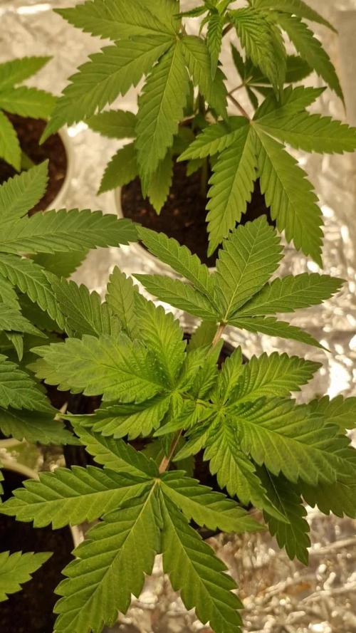 Og cream by farahweed