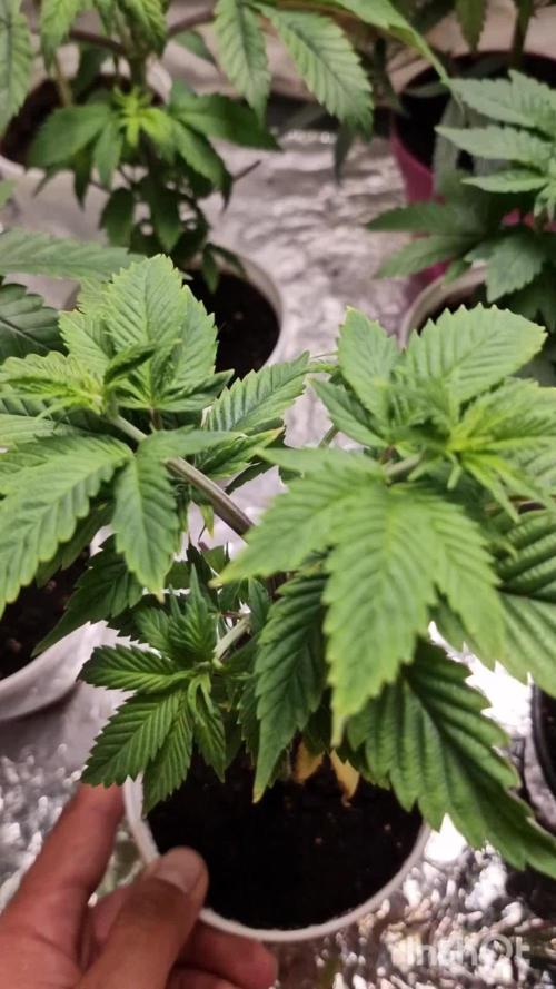 Og cream by farahweed