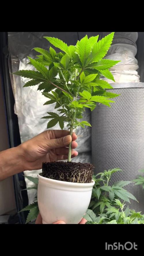 Og cream by farahweed