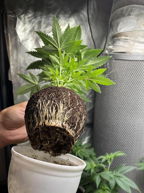 farah4weed
