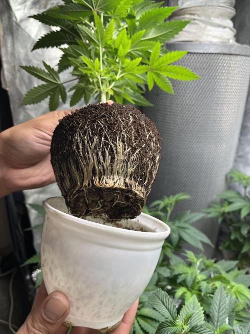farah4weed
