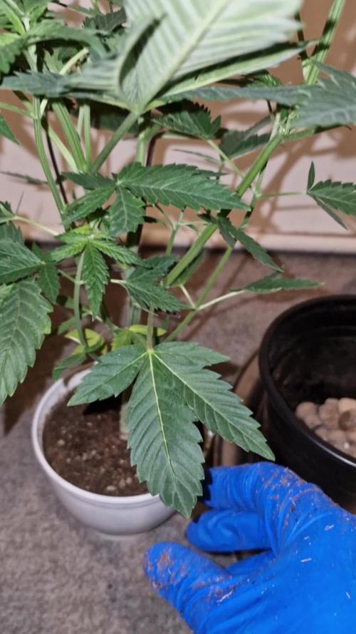 Og cream by farahweed