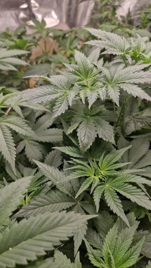 Og cream by farahweed. Week 6 - #OgCream by farah4weed
#week6