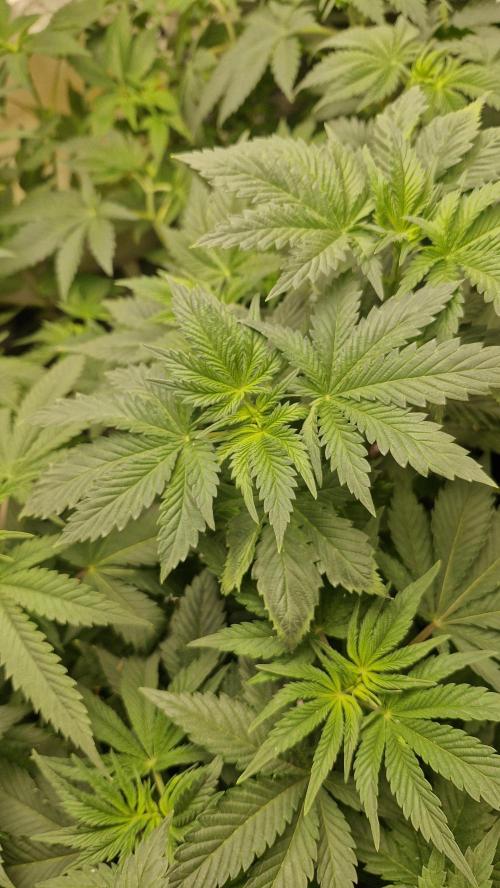 Og cream by farahweed. Week 6 - #OgCream by farah4weed
#week6