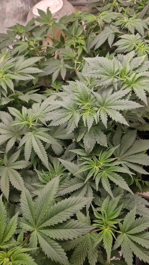 Og cream by farahweed. Week 6 - #OgCream by farah4weed
#week6