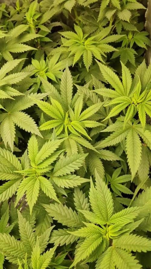 Og cream by farahweed