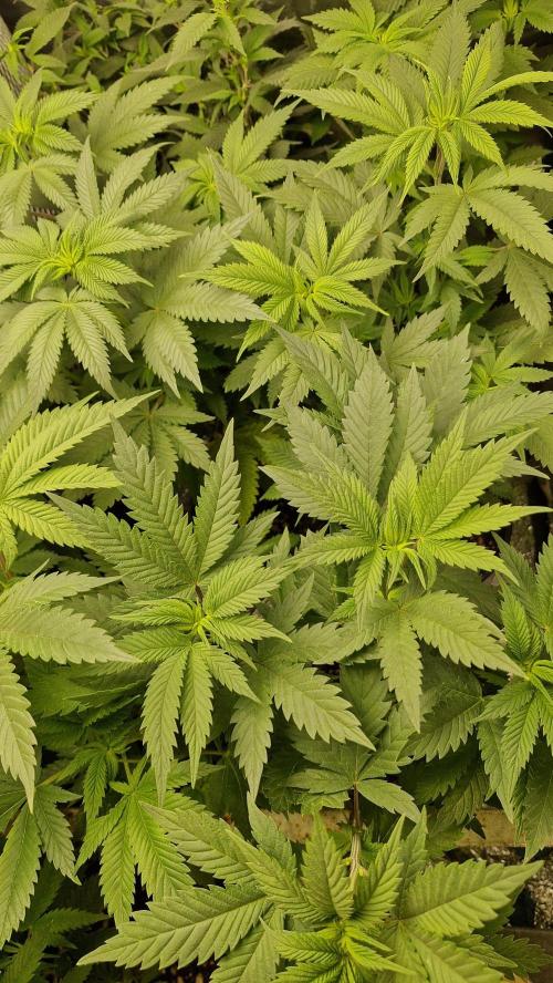 Og cream by farahweed. Week 7 - OG Cream by 
farah4weed.
week 1 flowering