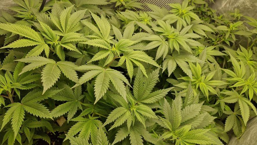 Og cream by farahweed. Week 7 - OG Cream by 
farah4weed.
week 1 flowering