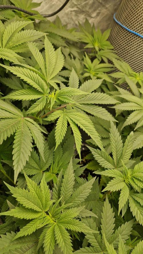 Og cream by farahweed. Week 7 - OG Cream by 
farah4weed.
week 1 flowering