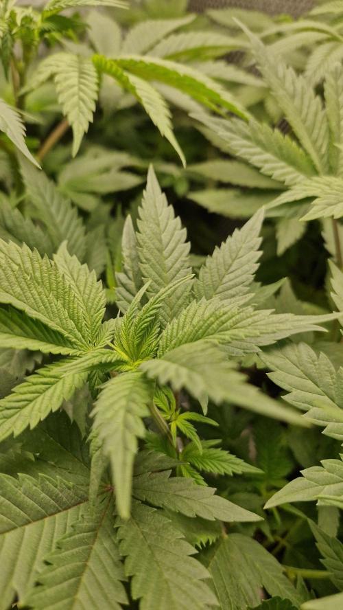 Og cream by farahweed. Week 7 - OG Cream by 
farah4weed.
week 1 flowering