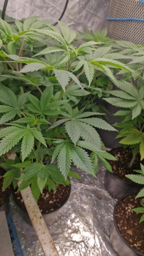 Og cream by farahweed. Week 7 - OG Cream by 
farah4weed.
week 1 flowering