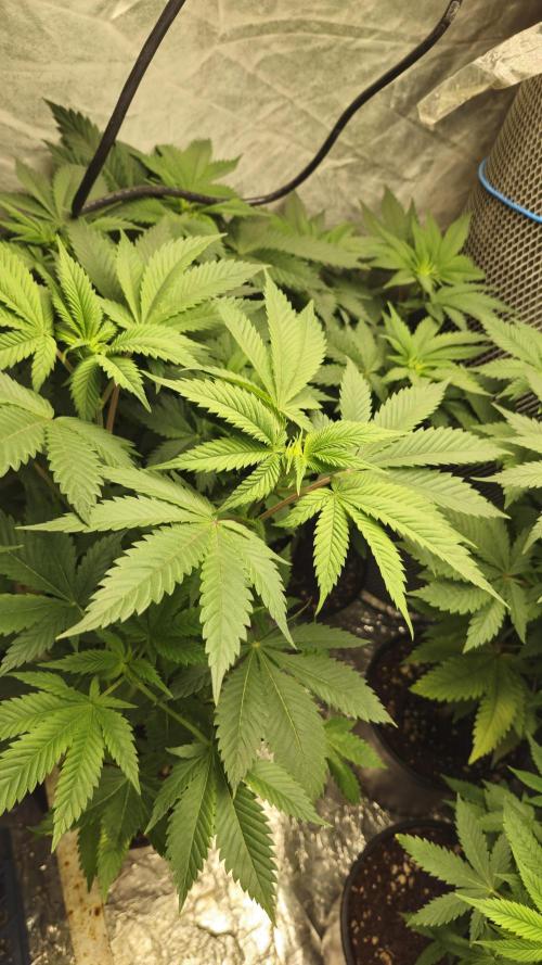 Og cream by farahweed. Week 7 - OG Cream by 
farah4weed.
week 1 flowering