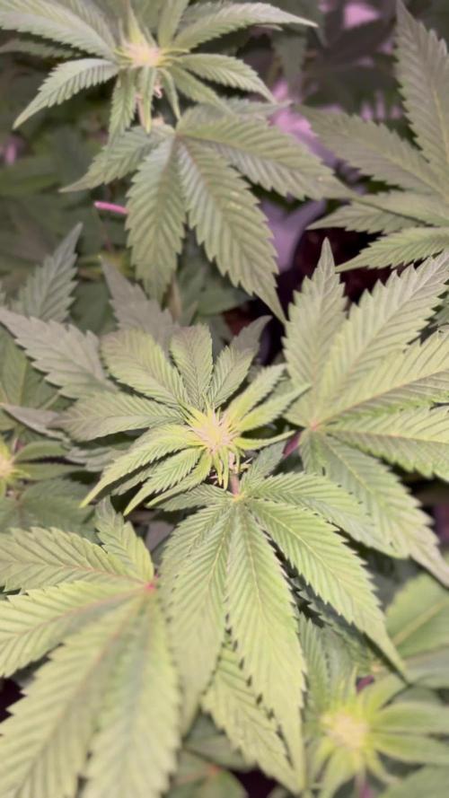 Og cream by farahweed